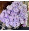 Хризантема кустовая цветная