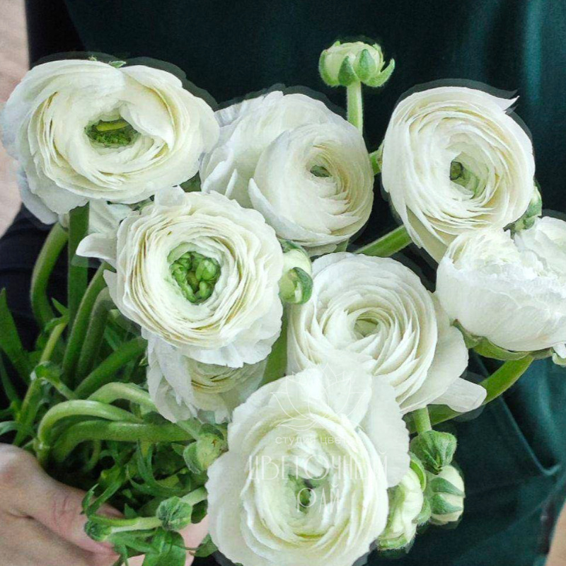 Ранункульсы