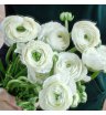 Ранункульсы